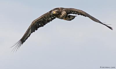 Bald Eagle (immature - 2nd year) (20D) IMG_7200.jpg