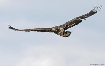 Bald Eagle (immature - 2nd year) (20D) IMG_7201A.jpg