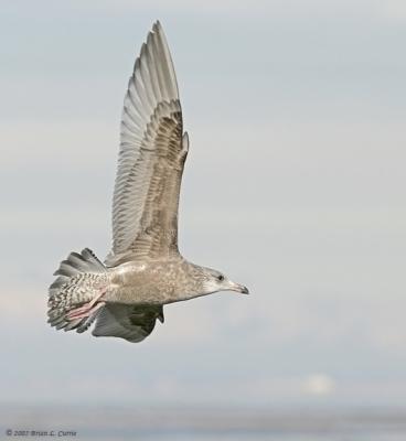 Herring Gull (Immature - 2nd winter) (20D) IMG_7207.jpg