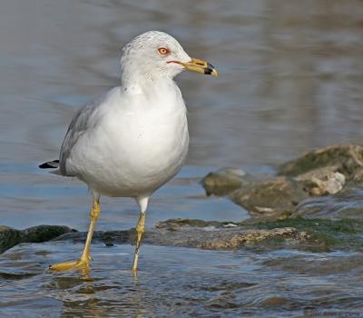 Ring-billed Gull (Adult - Winter plumage) IMG_7289.jpg