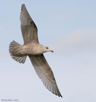 Herring Gull (immature - 2nd winter) (20D) IMG_7352.jpg