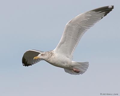Herring Gull (Adult-nonbreeding) (20D) IMG_7356.jpg