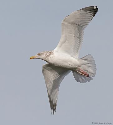 Herring Gull (Adult-nonbreeding) (20D) IMG_7358.jpg