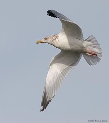 Herring Gull (Adult-nonbreeding) (20D) IMG_7359.jpg