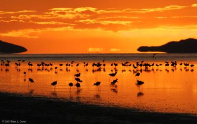 Antelope Island Sunset w silhouettes of birds IMG_0658.jpg