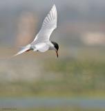 Forsters Tern (20D IMG_8107.jpg