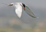 Forsters Tern (20D IMG_8111.jpg