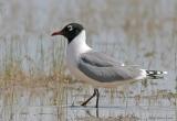 Franklins Gull (20D) IMG_9015 .jpg