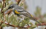 Yellow-rumped Warbler Intergrade Myrtles X Audubons (20D) IMG_8747_filtered post.jpg