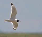 Franklins Gull (20D) IMG_8902.jpg