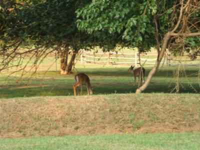 Deer - Jamestowne Island - Jamestown, Virginia