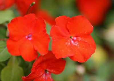 Impatiens.jpg
