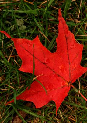 Red Leaf.jpg
