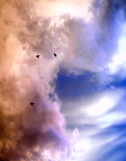 bird in the sky3PB.jpg