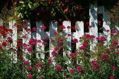 floral fence.jpg
