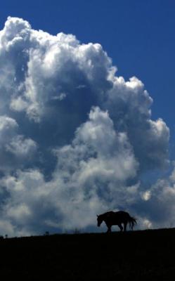 Horse Cloud