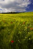 near Pienza