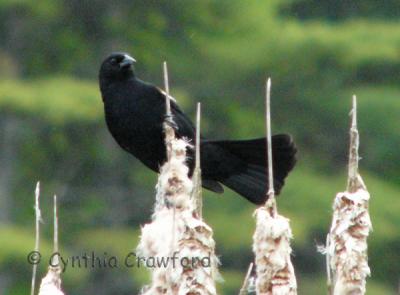 blackbird-whoa