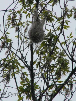 orioles nest