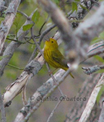 yellow-warbler-singing