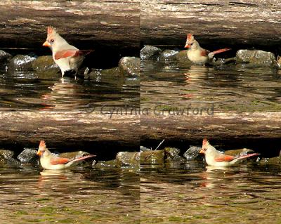 Female Cardinal Bathing in the Connecticut River