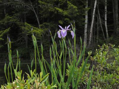 wild-irises