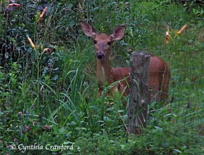 v3/88/473688/3/46155685.deerforwebdeer1web.jpg