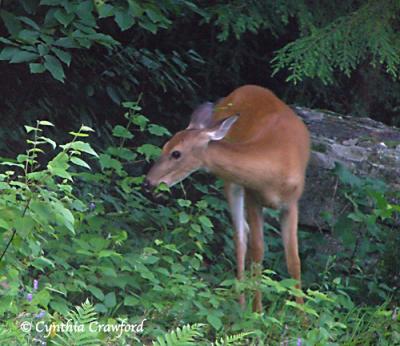 v3/88/473688/3/46155687.deerforwebdeer11anothertaste.jpg