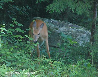 Young Doe Visitor