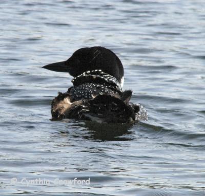 loon back-tailup