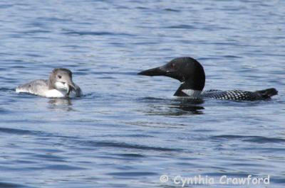 loon chick-adult-fish
