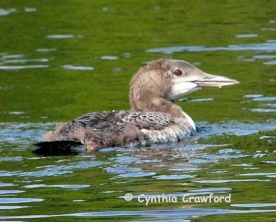 loon chick