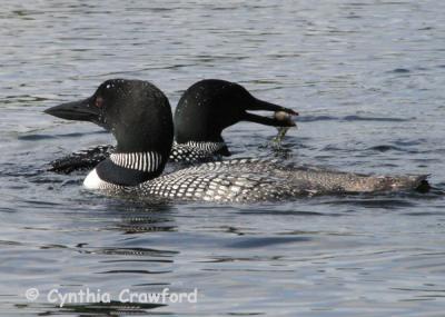 loons-2adults-fish