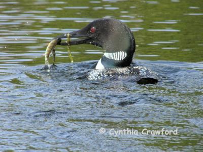 Loons feeding their Chick