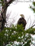 Bigger Pond visit-bald eagle, loons, birds