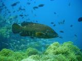 Coral Grouper