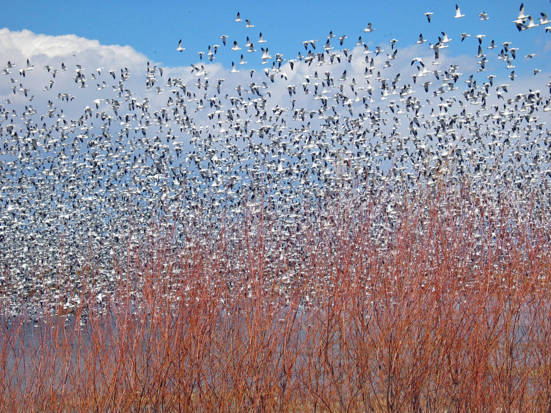 Snow Geese and Willows