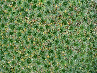 Alpine Plant