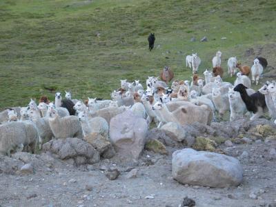 Herd Coming Home