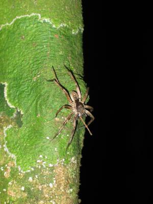 Wolf Spider