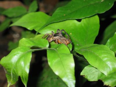Wolf Spider & Snack