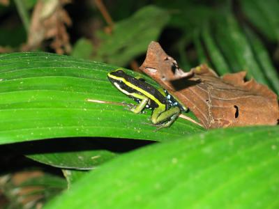 Poisonous frog