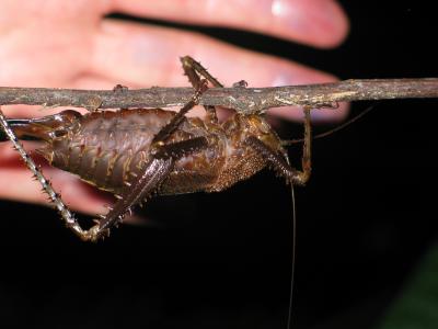 Cicada