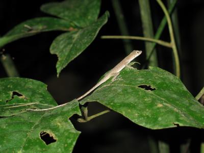 Salamander