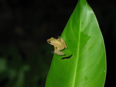 Frog with big toes