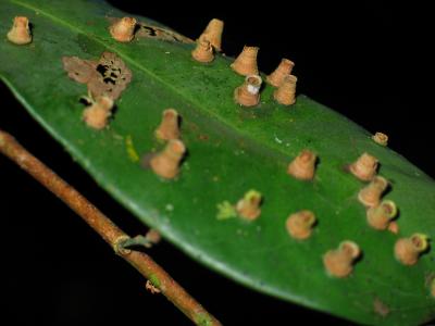 Fly Eggs