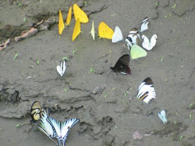 Butterflies seeking minerals