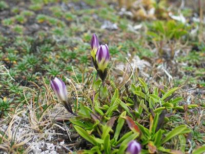 An Andean Flower