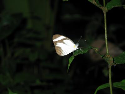 Moth