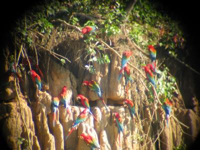 Afocal Macaws